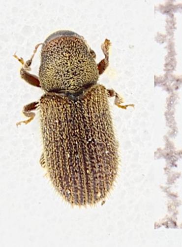 Kissophagus vicinus